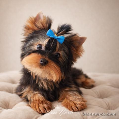 chiot Yorkshire terrier mâle disponible 