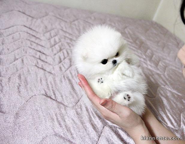 A donner chiots Spitz nains blanc 