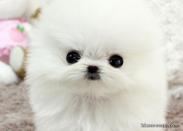 A donner chiots Spitz nains blanc pomeranien TRÈS URGENT !!! MERC