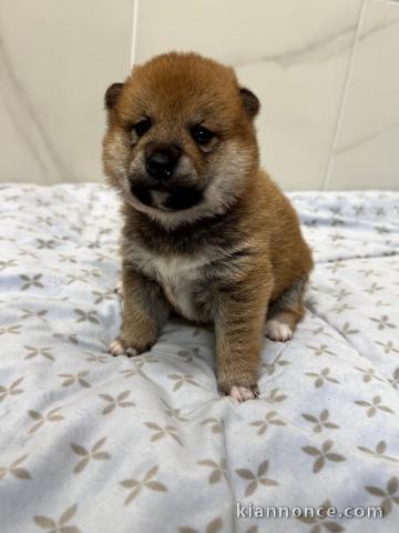 chiot Shiba inu a donner 