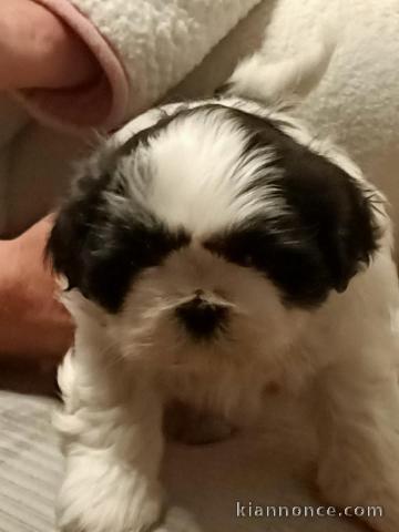 chiot Shih Tzu a donner 