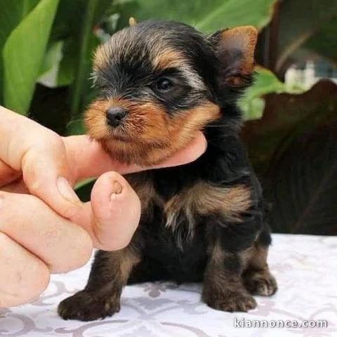 chiot Yorkshire terrier femelle 