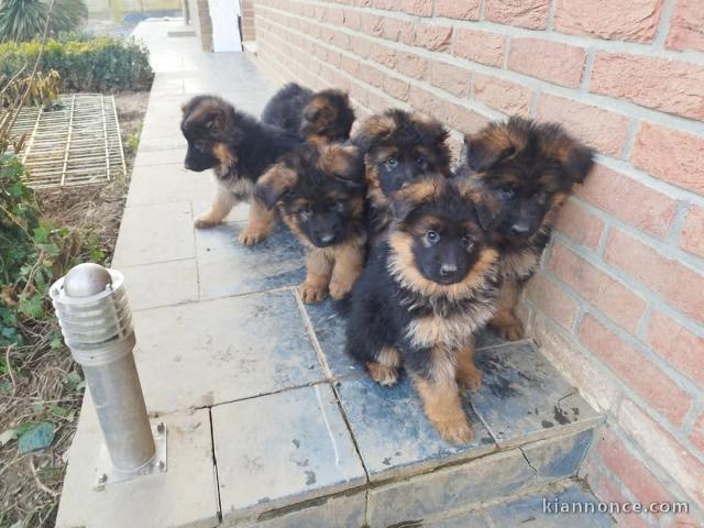 annonce chiot berger allemand disponible 
