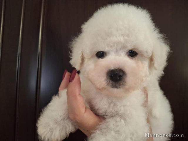 Bichon Frisé Beaux Chiots