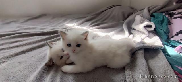 chaton ragdoll femelle a donner 