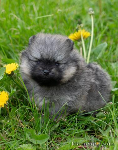 chiot spitz allemand disponible 