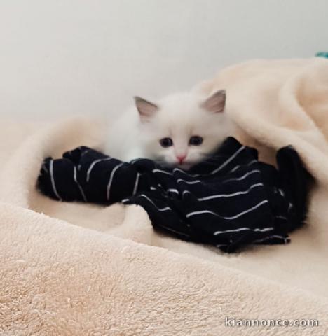 chaton ragdoll femelle a donner 