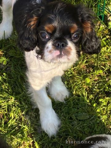 chiot cavalier king charle disponible 