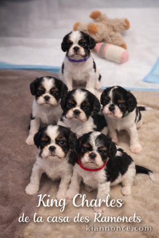 bébé chiot cavalier king charle à adopter 