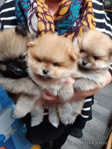 magnifique chiot spitz allemand disponible 