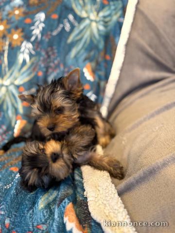 Chiot Yorkshire terrier 