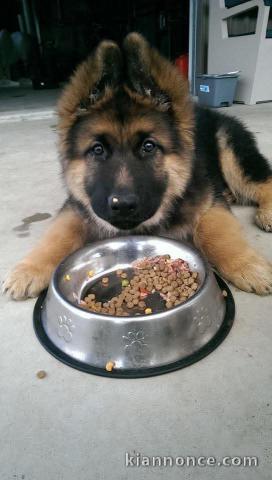 Chiot berger allemand à adopter 