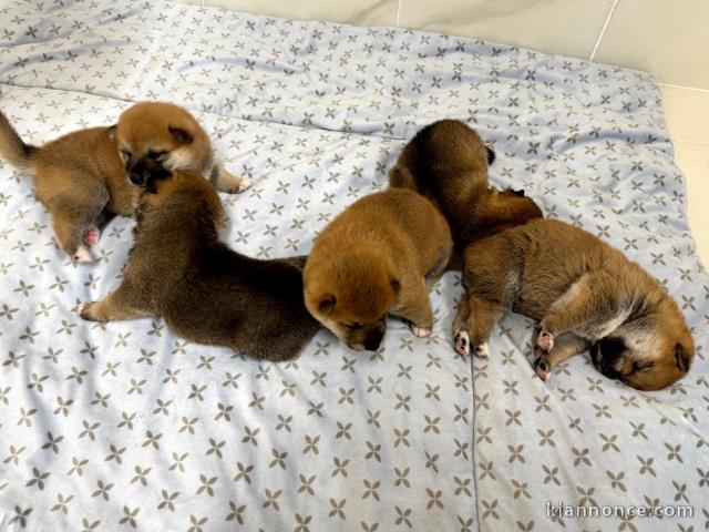 Annonce chiot Shiba inu disponible 