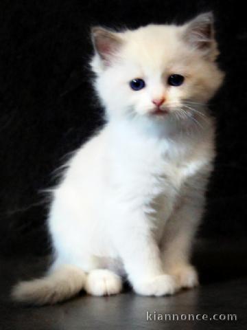 chaton ragdoll disponible 