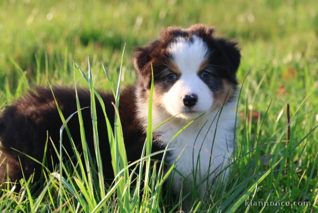 je donne chiot berger australien 