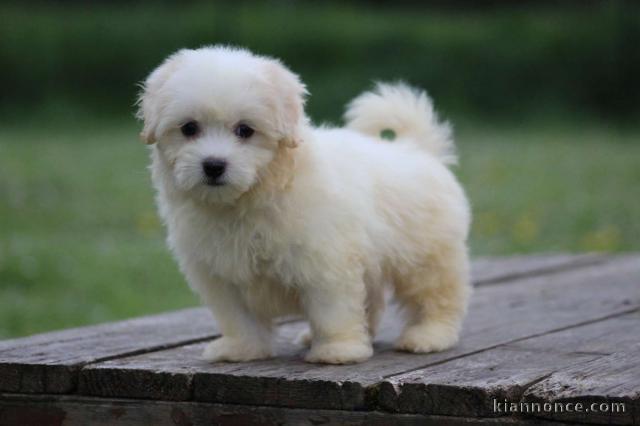 chiot coton de Tuléar adorable 