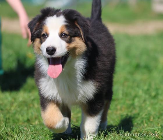 chiot berger australien disponible 