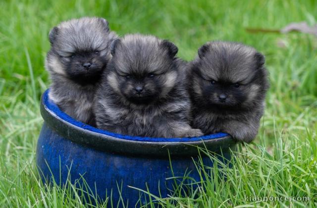 chiot Spitz allemand disponible à donner 