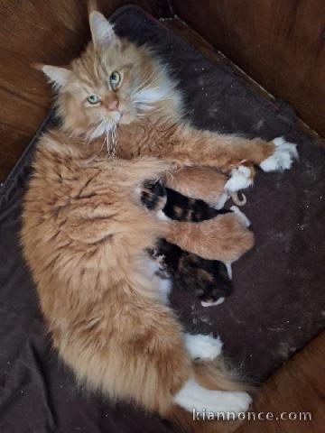 chaton maine coon adopter 