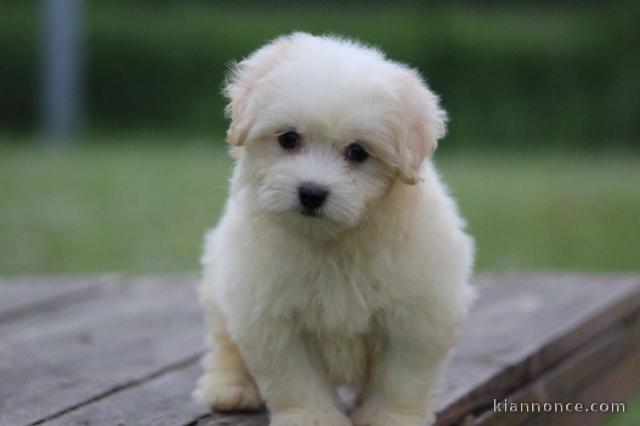 bébé chiot coton de Tuléar adorable 