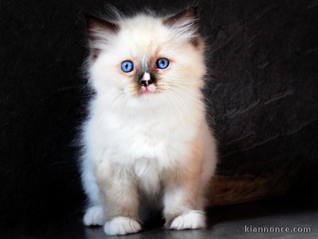 magnifique chaton ragdoll a donner 