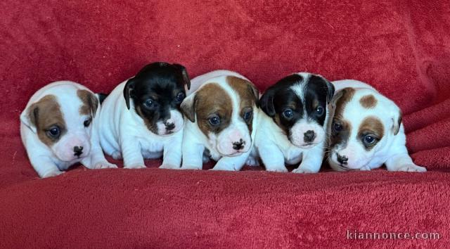 chiot jack ressel disponible pour adoption 