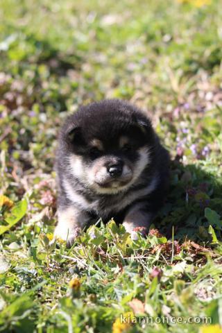 je donne chiot Shiba inu disponible 