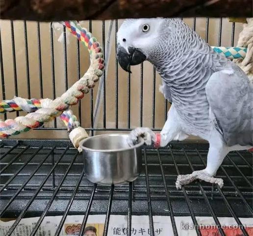 je donne perroquet gris du Gabon 