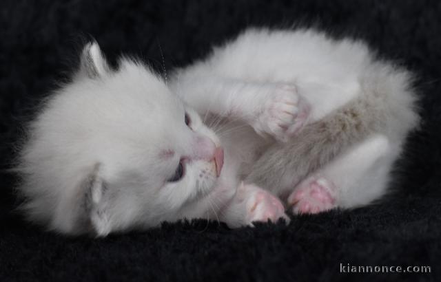 chaton ragdoll femelle a donner 