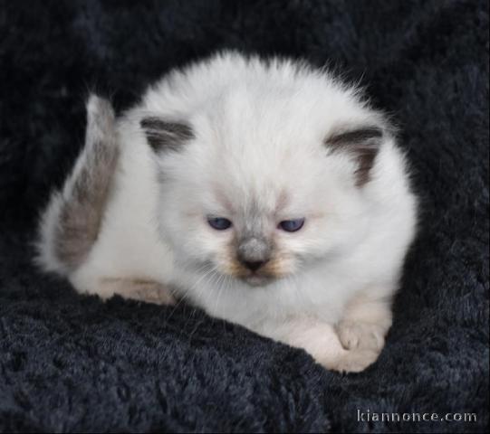 chaton ragdoll femelle a donner 