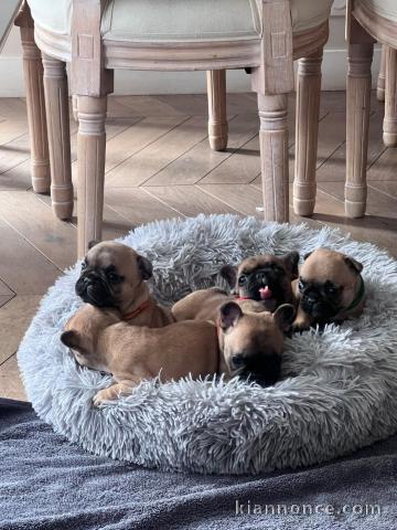 annonce chiot bouledogue français à donner 