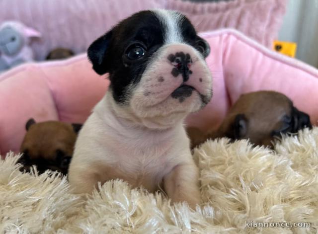 je donne chiot bouledogue français femelle 