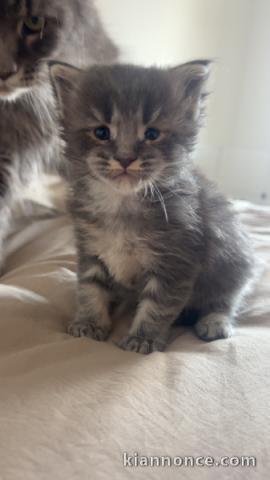 chaton maine coon mâle a donner 