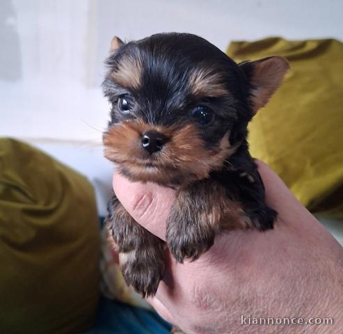 chiot Yorkshire terrier femelle a donner 