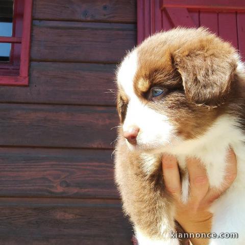 berger australien a donner pour la nouvelle année 