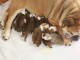 A r&eacute;server chiot bulldog anglais