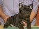 Dispo 2 b&eacute;b&eacute;s bouledogue fran&ccedil;ais