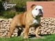 3 &eacute;talon bulldog anglais dispo pour saillie