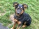 chienne type beauceron crois&eacute;e berger allemand de 7 mois
