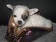 Exceptionnels Jeunes Chiot Chihuahua 