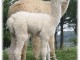 Alpaga femelle blanche, tr&eacute;s belle laine 