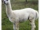 Alpaga m&acirc;le blanc 100%chilien 