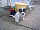 Chiot m&acirc;le jack russel Lof