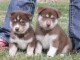 Donne mes 2 chiots husky de sib&eacute;rie contre bons soins