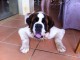 saint bernard male 2 ans et demi cherche fianc&eacute;e