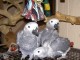 Perroquet gris du Gabon ( m&acirc;le )