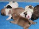 Nouvelle Port&eacute;e:Magnifiques B&eacute;b&eacute;s Bouledogues Fran&ccedil;ais Pure Race