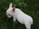 Adorable chiot bouledogue fran&ccedil;ais LOF