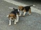 chiots type beagle-harrier non lof