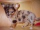 magnifique chiot chihuahua 